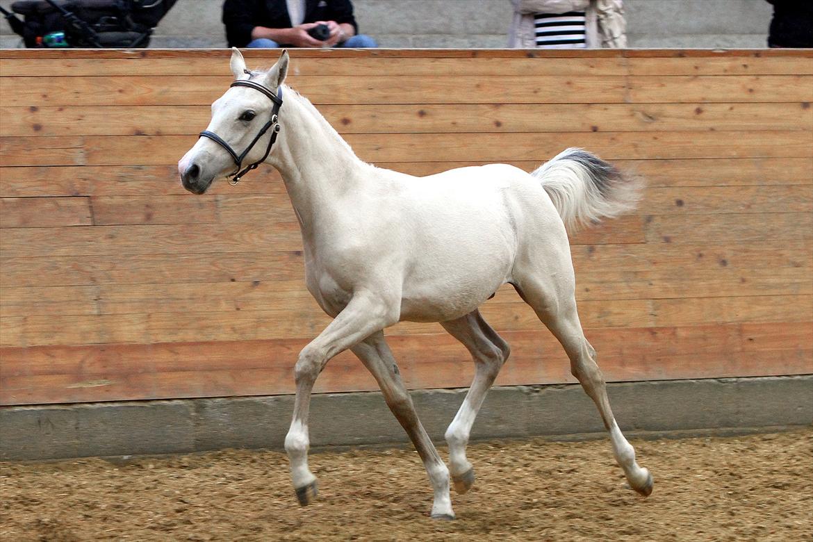 DSP Lykkebo Comet billede 15