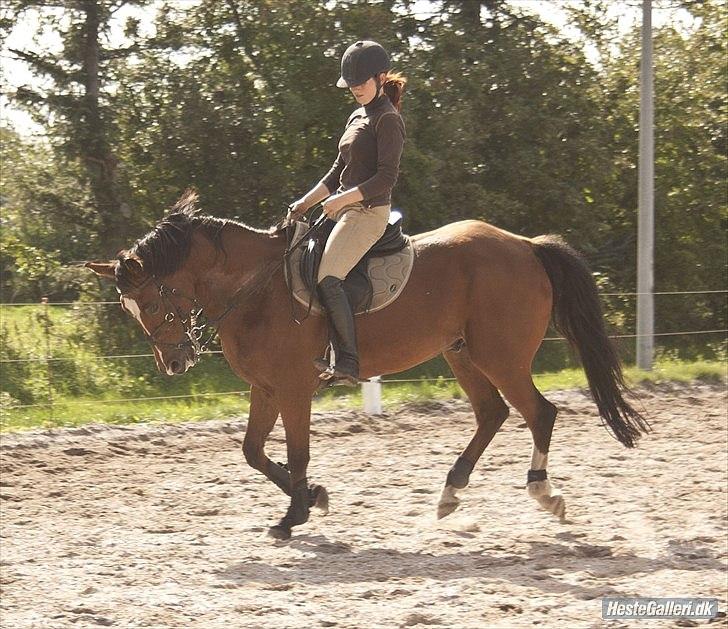 New Forest Kolbrie Prince Romeo - galop.. :D billede 3