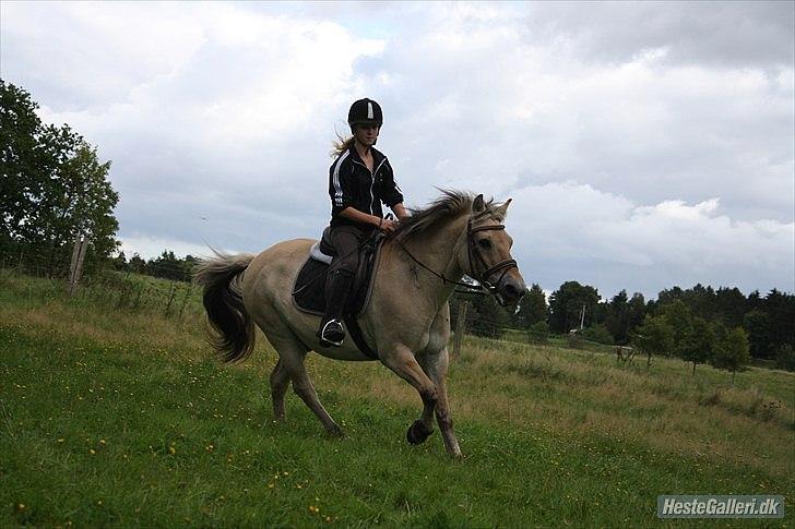 Fjordhest Raca | tidl. part | •R.I.P.• altid elsket - Galop på marken :-).   
//Foto: Frederikke billede 10