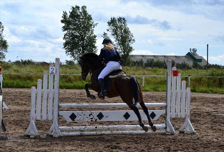 New Forest Mastwood Honeymoon - Den 11 sep 2011 til farmland cop.  billede 14