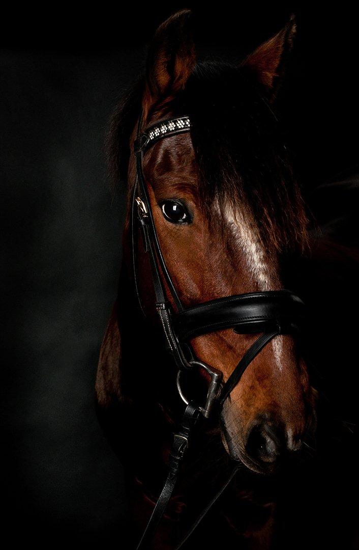 New Forest Mastwood Honeymoon - Mastwood Honeymoon stjernen over dem alle! billede 1