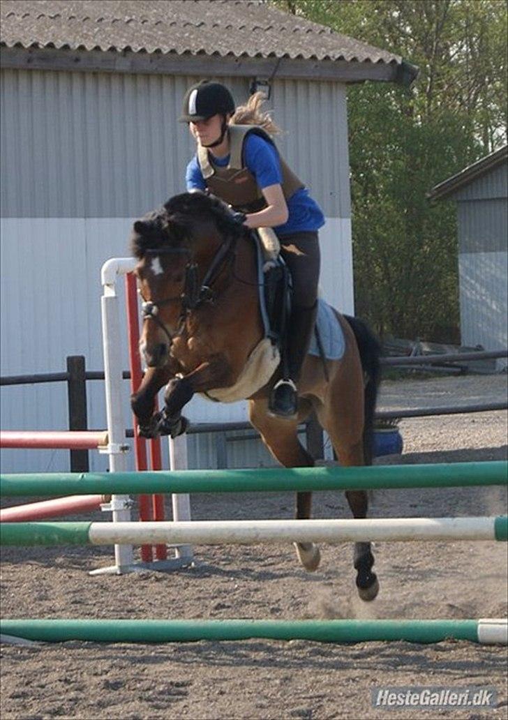 Anden særlig race Sir Anthony - min lille spring pony og hans part :) billede 13