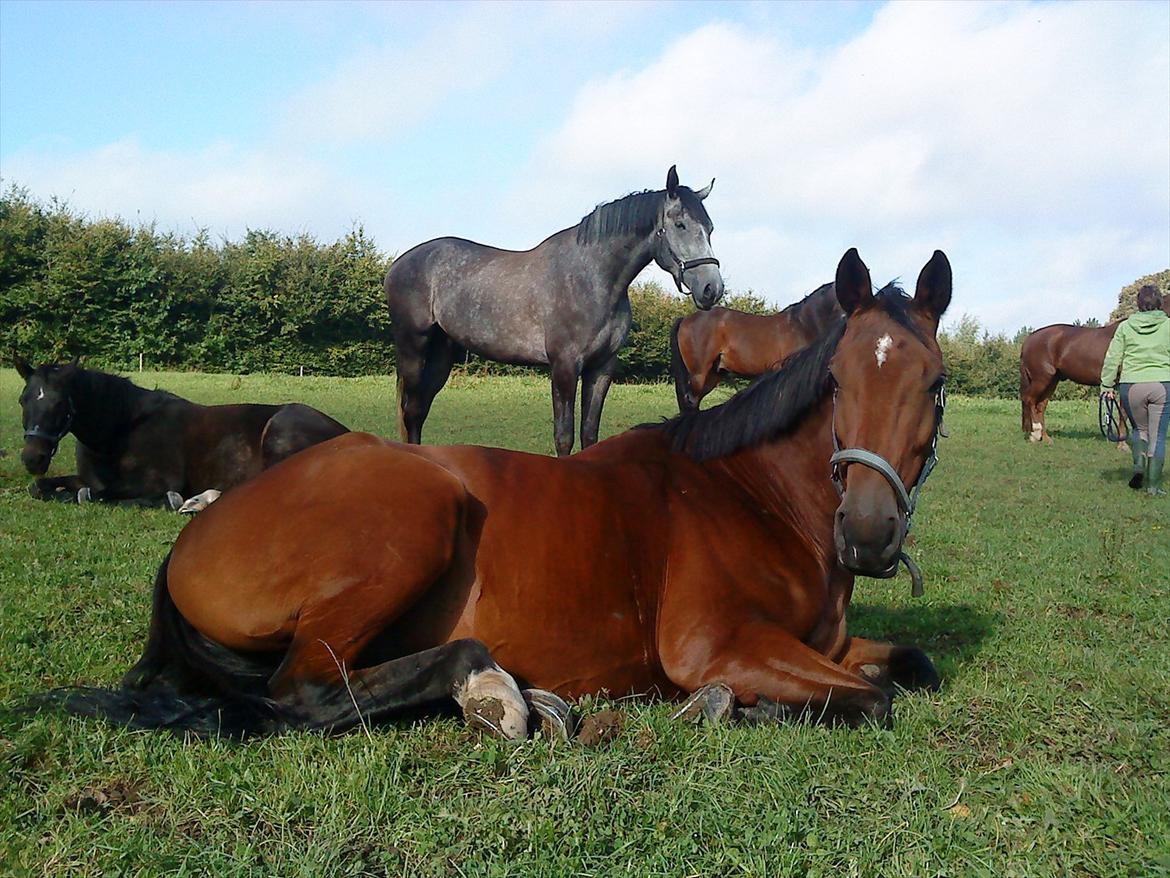 Holstener Møldams Columbus - En lidt træt Columbus ligger og nyder morgensolen, og har absolut ikke lyst til at rejse sig op :) billede 8