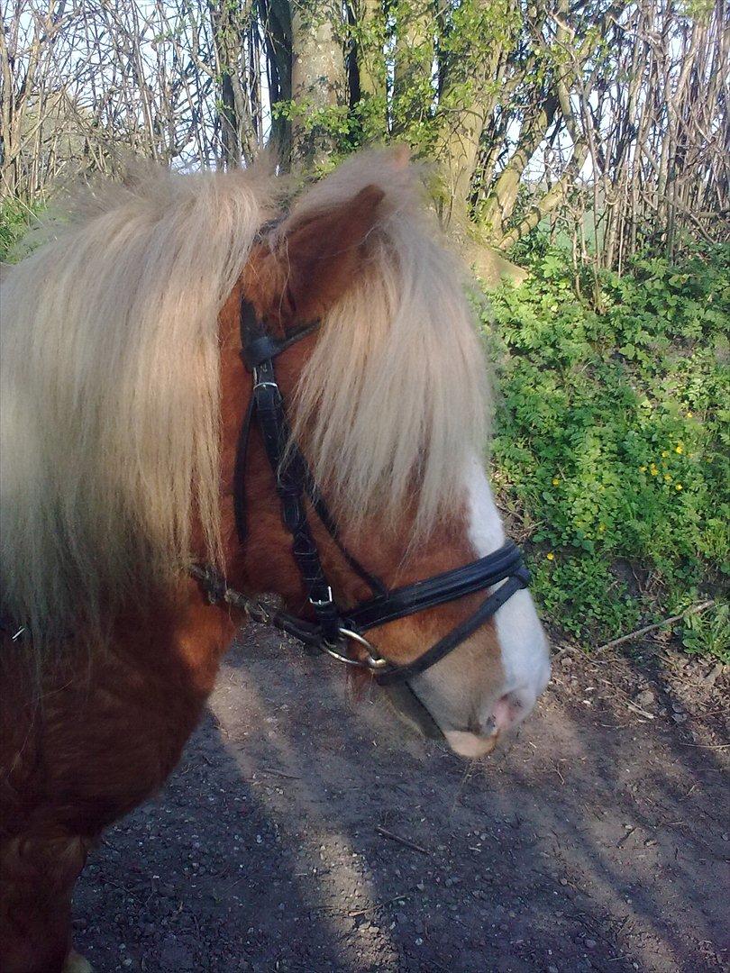 Shetlænder buster billede 6