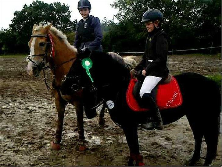 Welsh Mountain (sec A) * * * *Chanti* * * * my prinses ever <3<3<3<3<3333 - Mudder spring i Broager sept 20111 billede 14