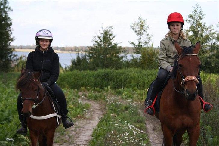 Gotlandsruss Hellestruplunds Geena (lånehest) billede 13