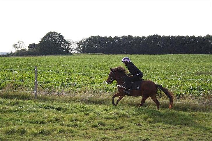Gotlandsruss Hellestruplunds Geena (lånehest) billede 14