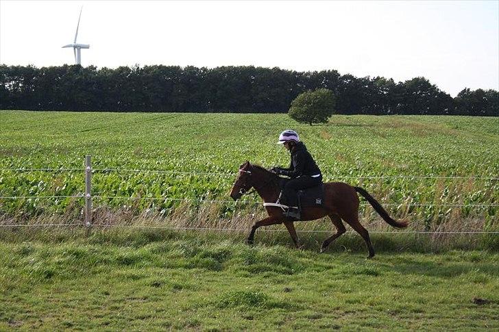 Gotlandsruss Hellestruplunds Geena (lånehest) billede 15