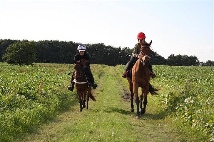 Gotlandsruss Hellestruplunds Geena (lånehest) billede 16