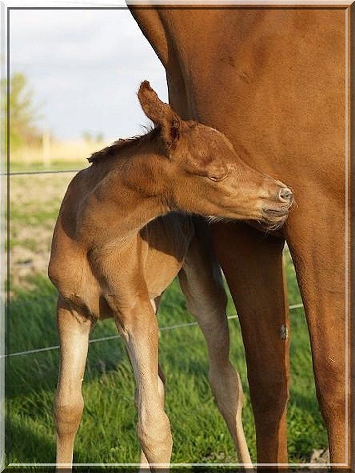 Arabisk fuldblod (OX) Zakiyah El Azraff - Foto; Avler(Azraff Arabians) billede 15