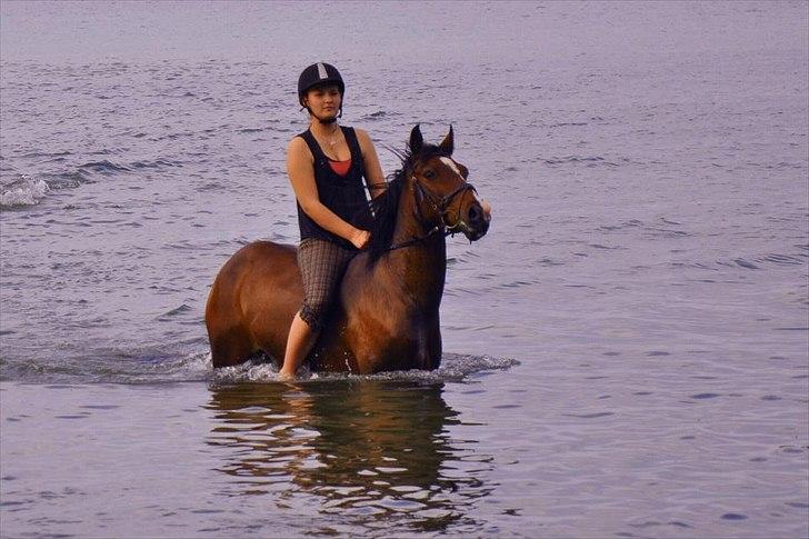 DSP Kahsmir SOLGT billede 1