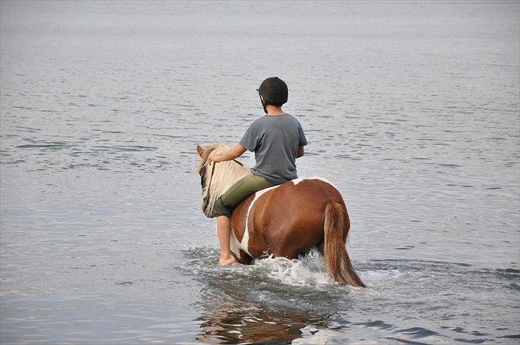 Islænder Sólfari Von f. Mosedalen billede 20