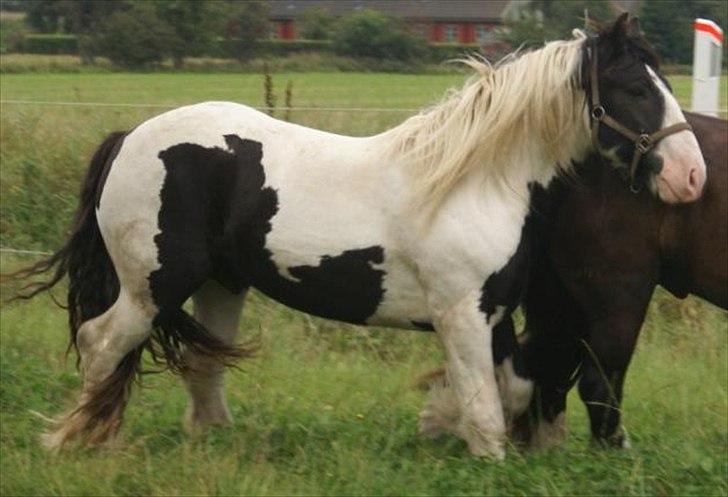 Tinker Highway *hingst* - I profil, når nu man er en mand :) billede 1