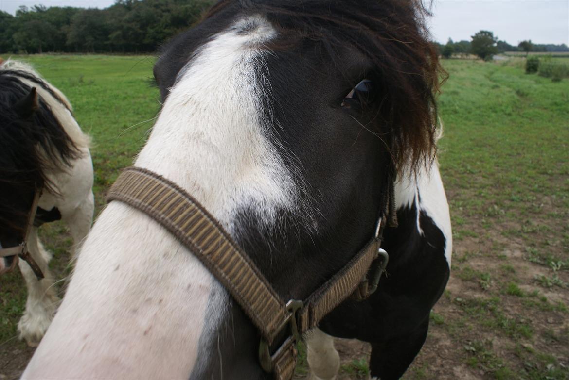 Tinker Highway *hingst* - Dette er ikke et grødhoved, han er bare nysgerrig når der er kamera på... billede 2