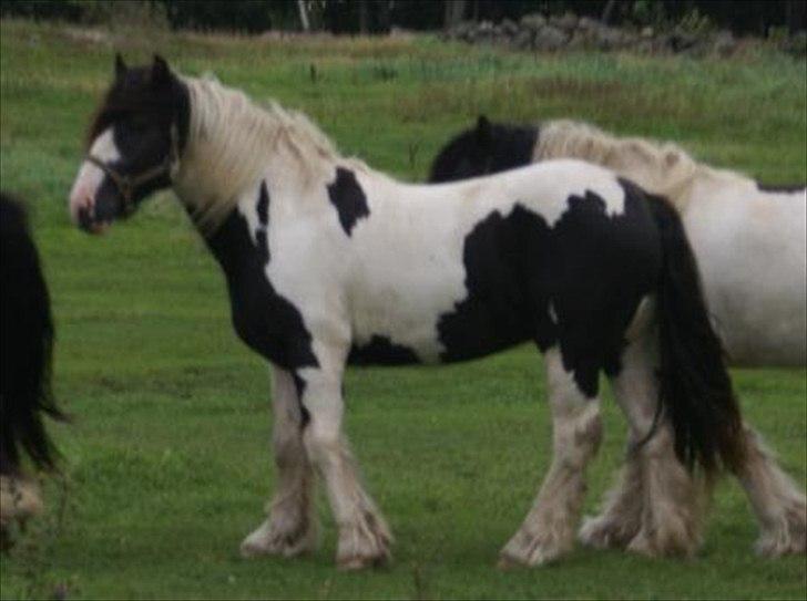 Tinker Highway *hingst* - Godt der blev zoomet, ellers havde vi jo været flere drengerøve på billedet:) billede 5