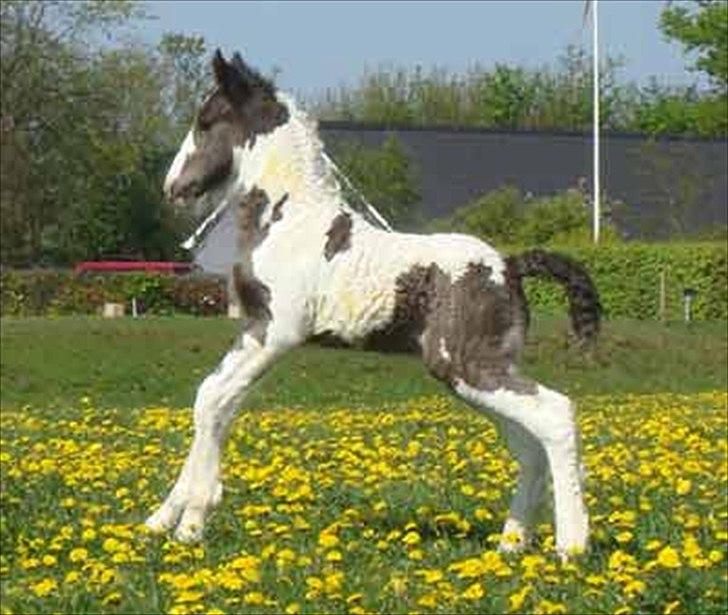 Tinker Highway *hingst* - Sådan så han ud som føllebølle:D  billede 6