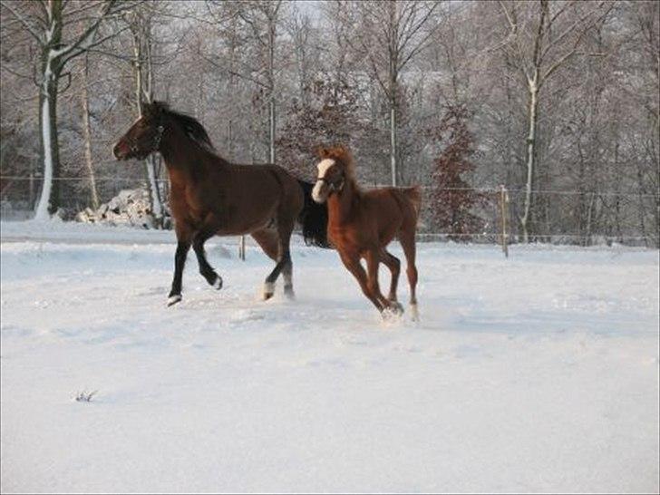 Anden særlig race Alzan billede 14