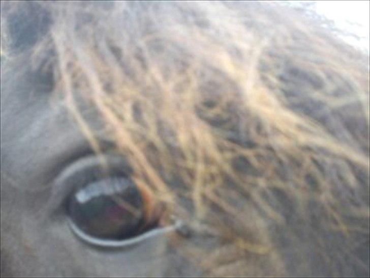 Frieser Beauty billede 3