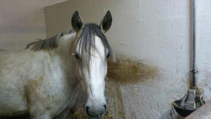 Anden særlig race Cirkeline *Tøsen/Cikke* *Elevpony* (Har redet) - Smukke <3  billede 14