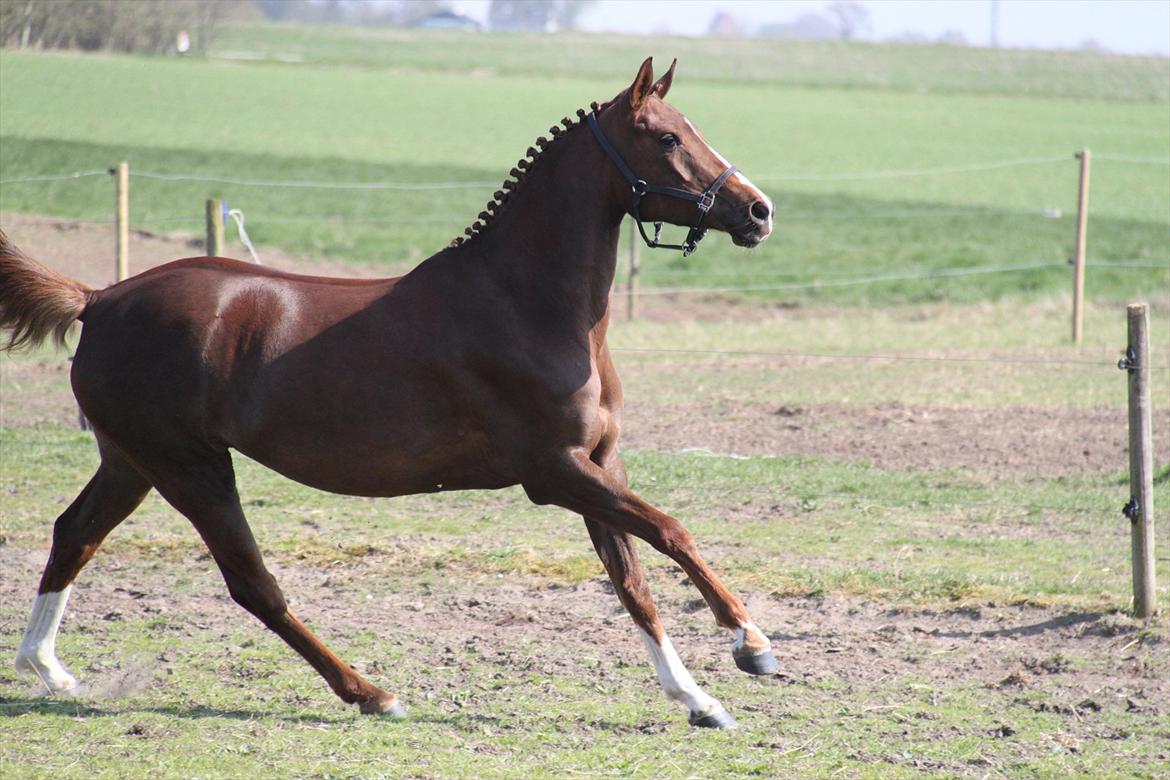 DSP Maj I af Lergraven billede 1