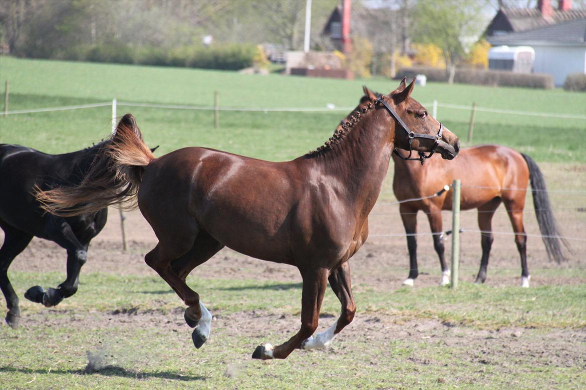 DSP Maj I af Lergraven billede 2