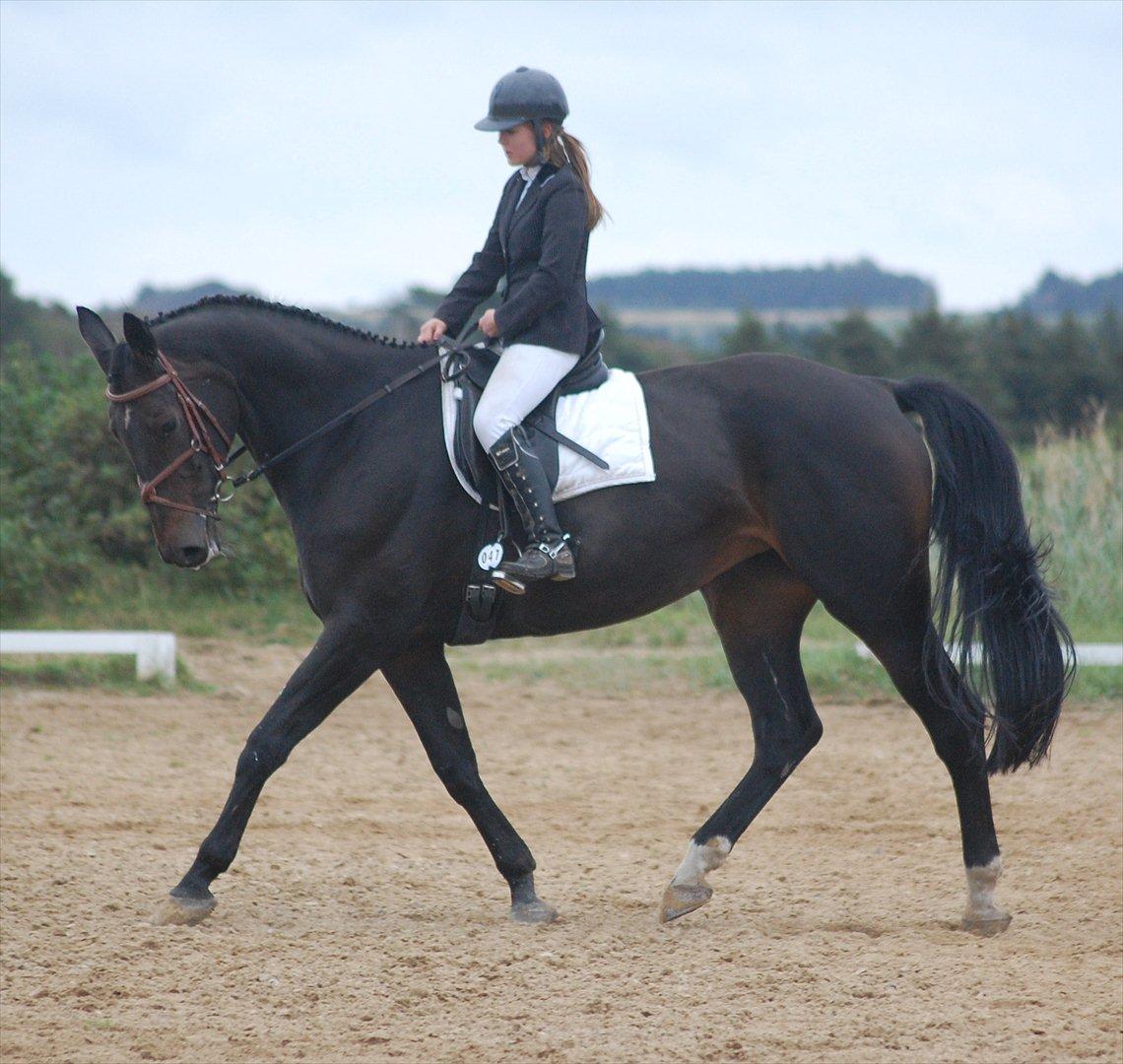 Hannoveraner ATLANTIKA 12 billede 3