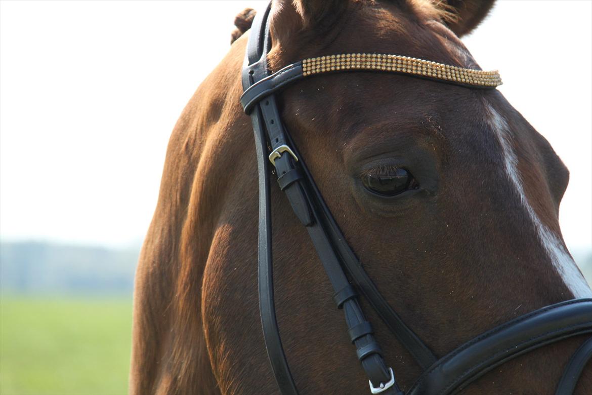DSP Maj I af Lergraven billede 3