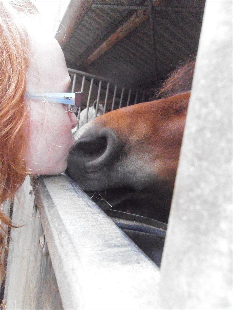 Gotlandsruss Lucca - - og så skal jeg til at afsted igen, og du er helt alene...

- vi ses imorgen! <3 :'D billede 17