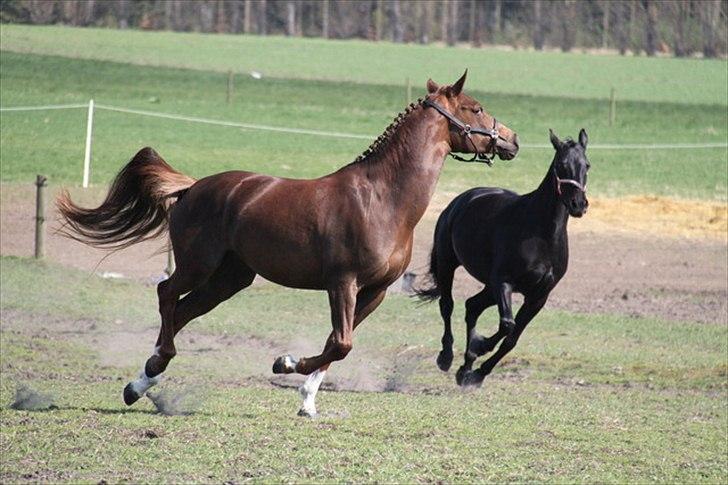 DSP Maj I af Lergraven billede 5
