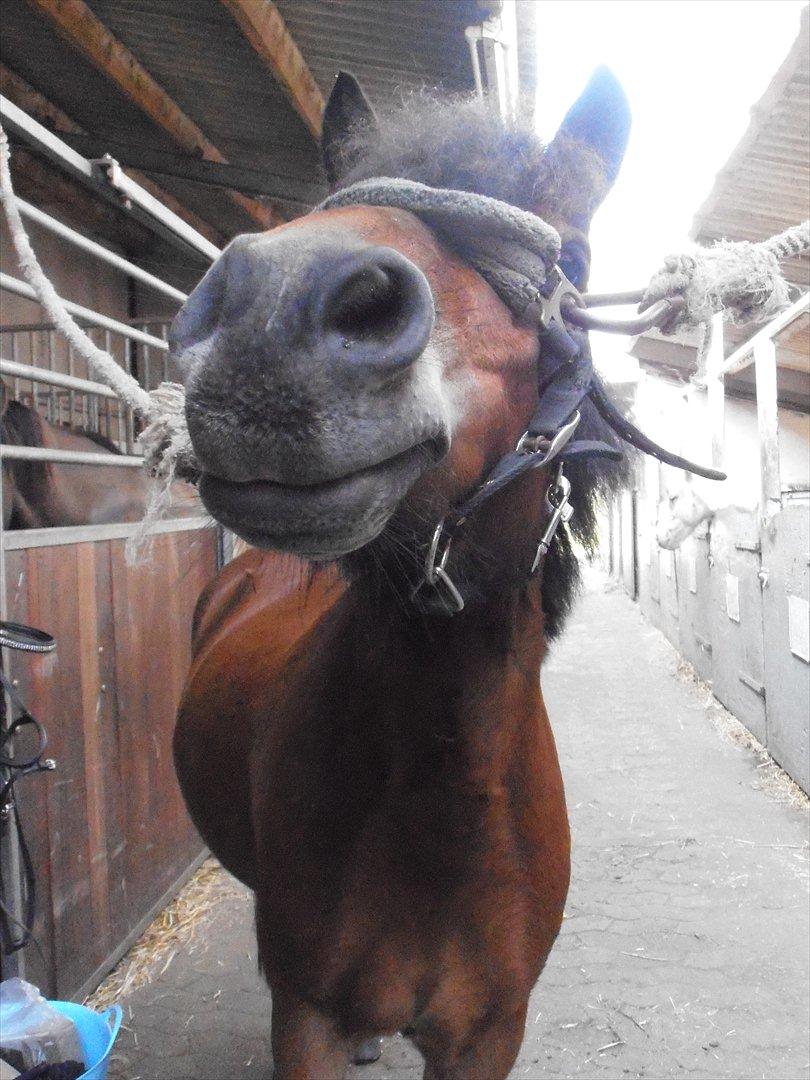 Gotlandsruss Lucca - How are you doin'? (; <3 billede 8