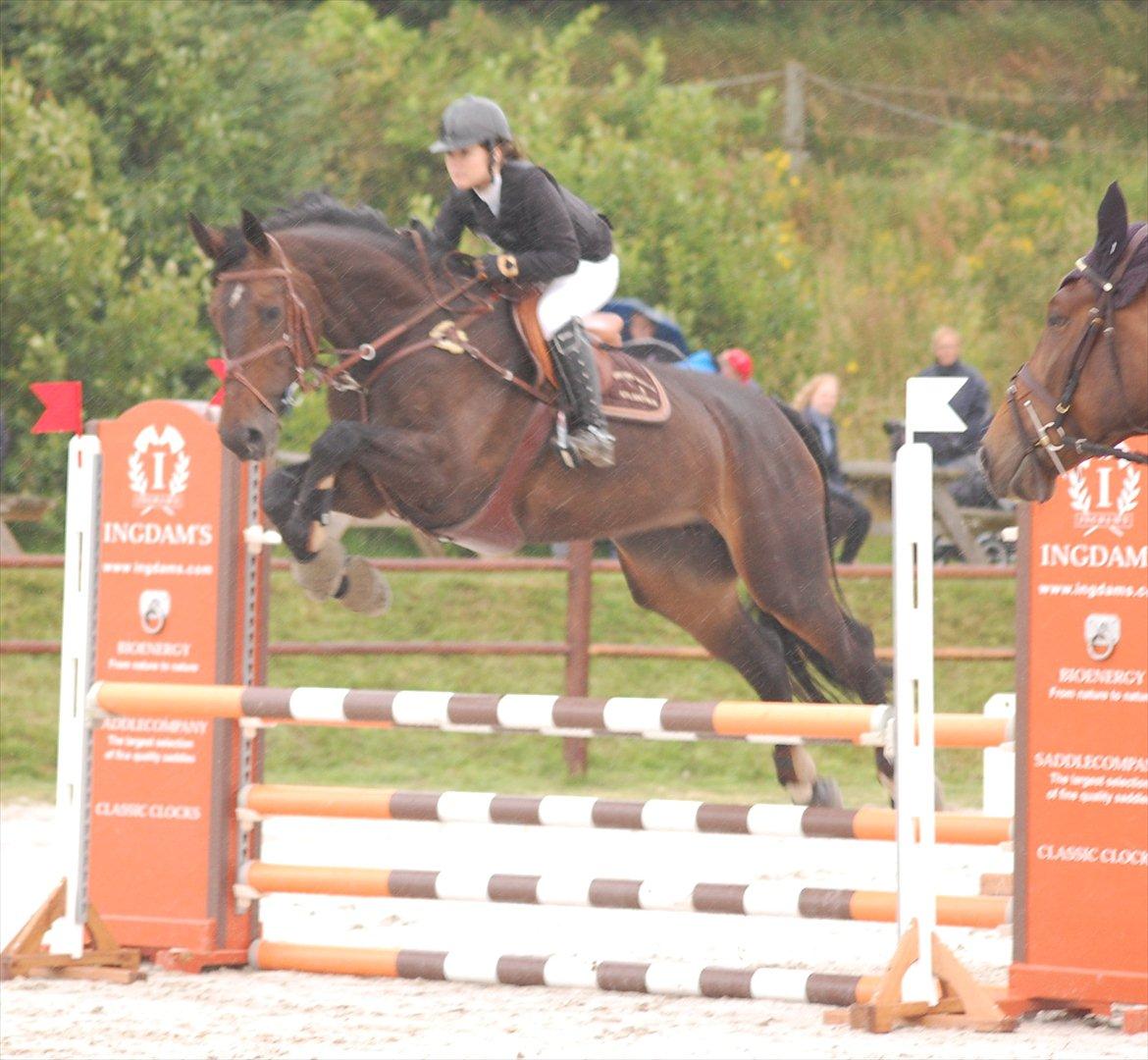 Hannoveraner ATLANTIKA 12 billede 6