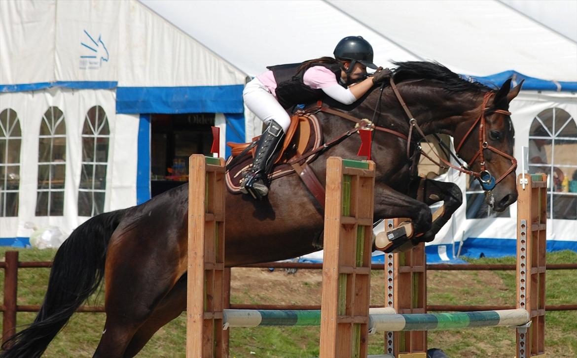 Hannoveraner ATLANTIKA 12 billede 9