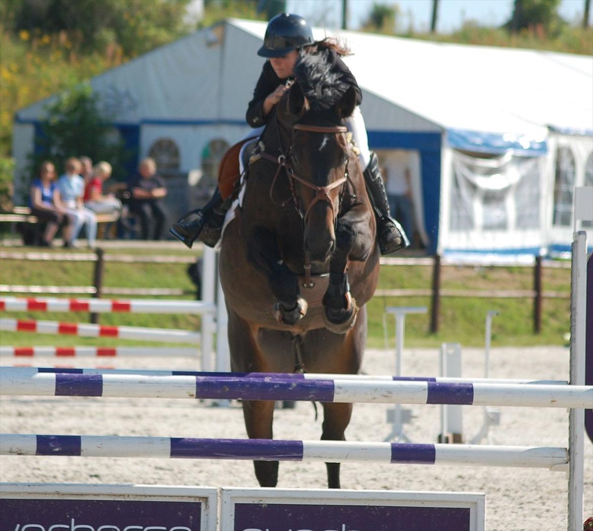 Hannoveraner ATLANTIKA 12 billede 10