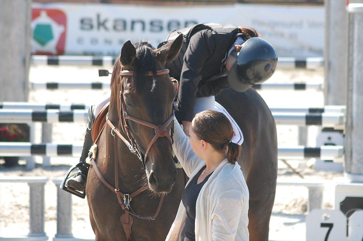 Hannoveraner ATLANTIKA 12 billede 11