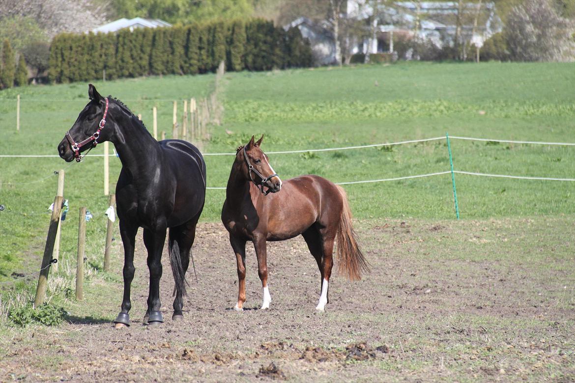 DSP Maj I af Lergraven billede 6