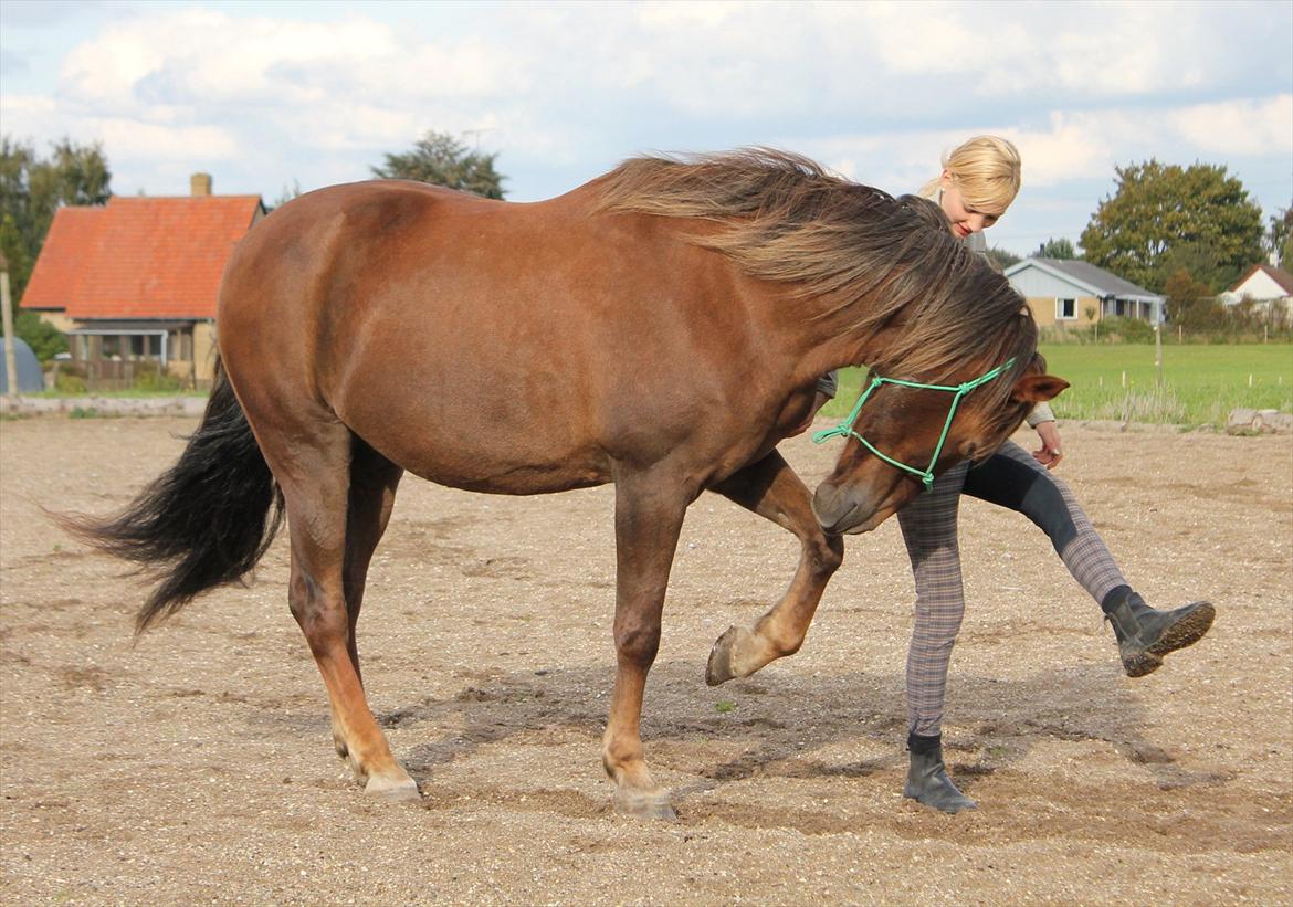 Anden særlig race Vesterleds Tobbi *Toppen af poppen* - Prøver og lære ham at løfte benet når jeg gør det. Det går... okay..? billede 7