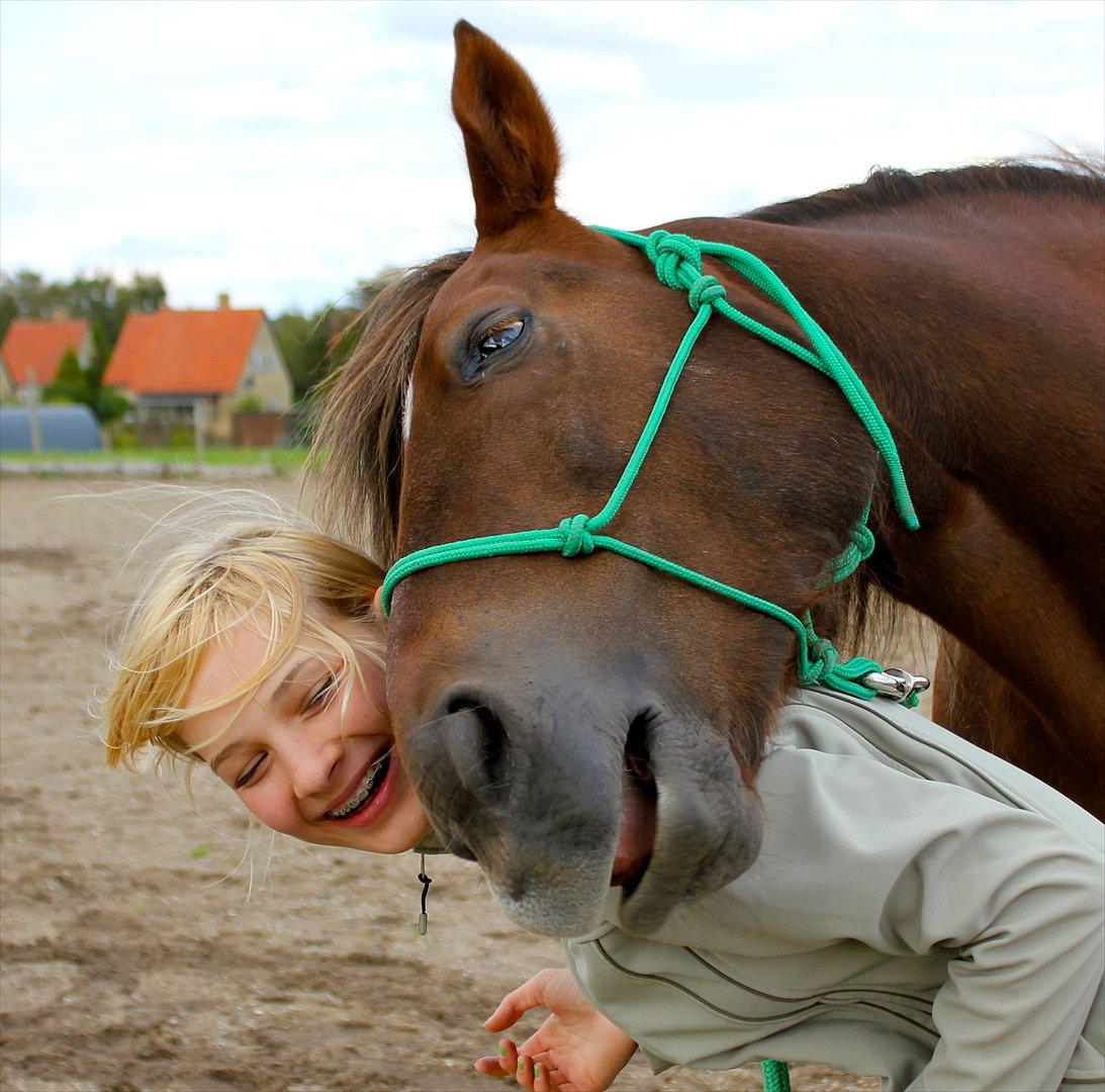 Anden særlig race Vesterleds Tobbi *Toppen af poppen* - Skøre pony.. billede 3