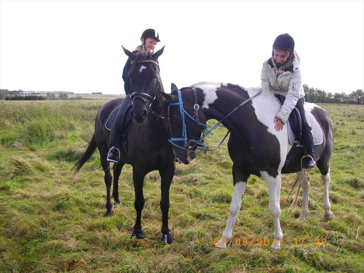 Anden særlig race Figaro billede 12