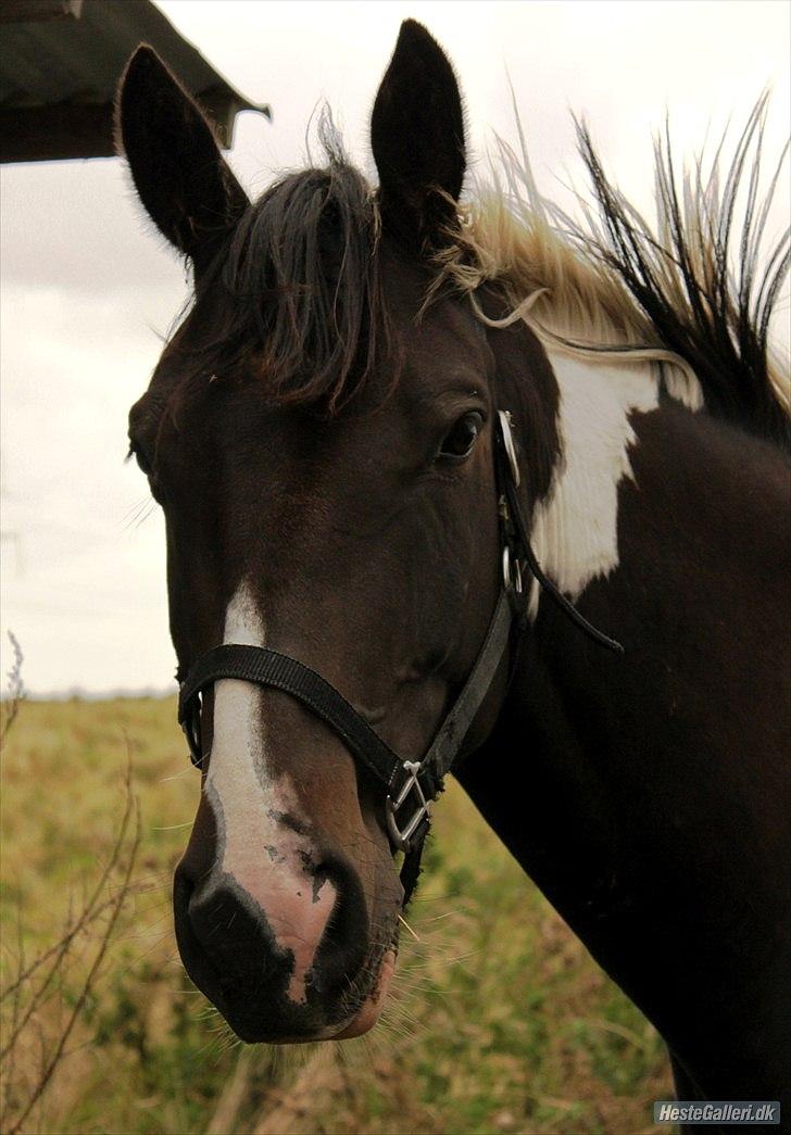 Anden særlig race Figaro billede 13