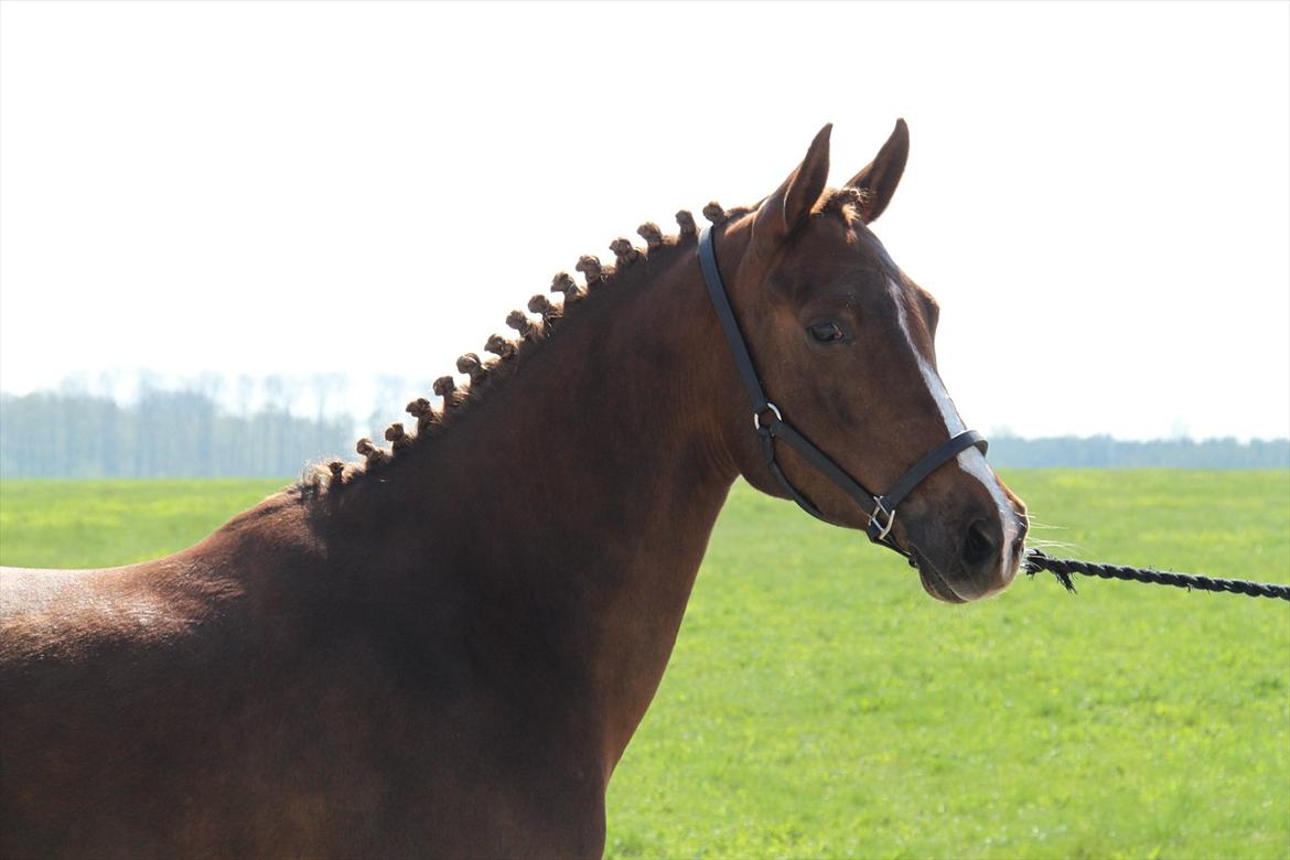 DSP Maj I af Lergraven billede 9