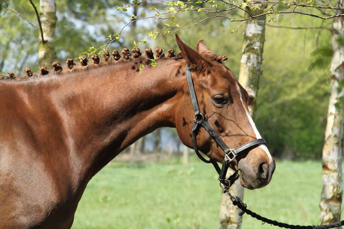 DSP Maj I af Lergraven billede 10