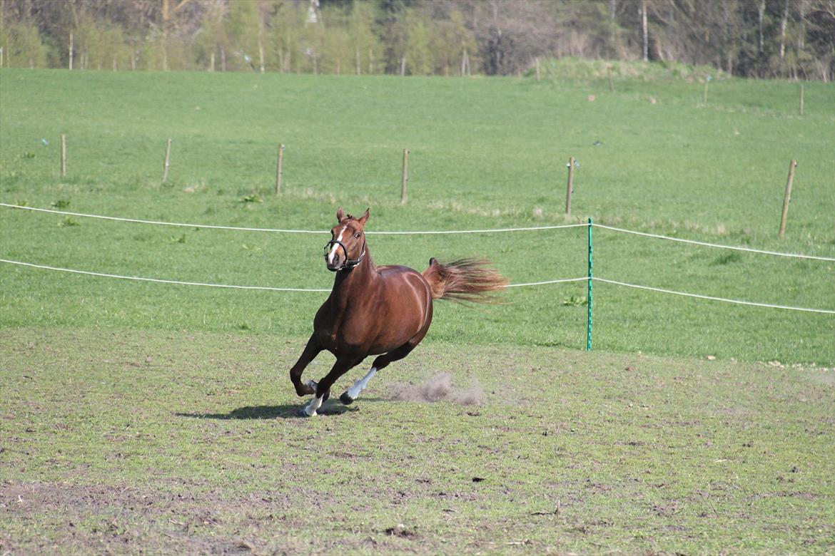 DSP Maj I af Lergraven billede 11