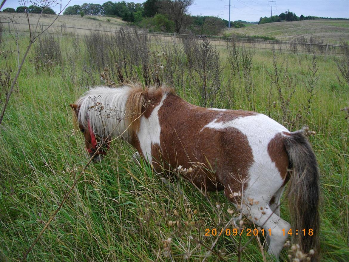 Shetlænder gismo billede 18