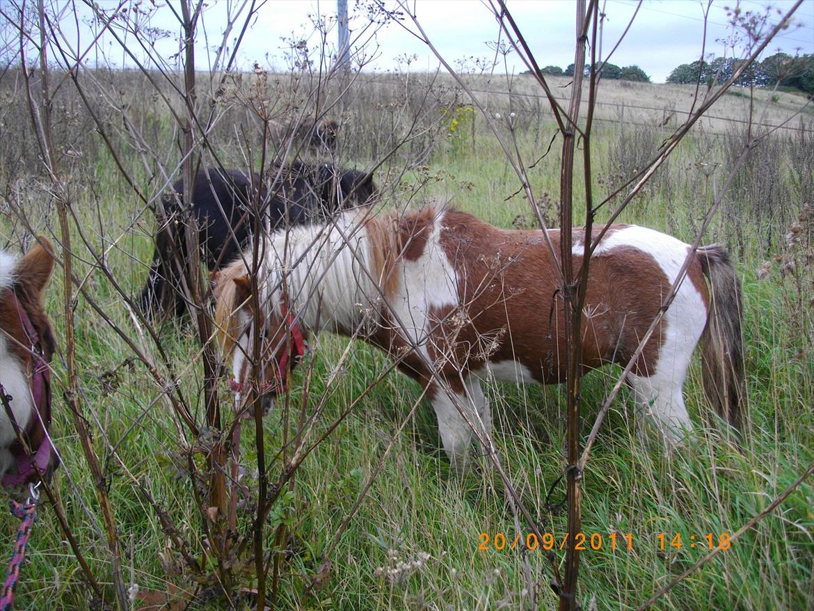 Shetlænder gismo billede 19