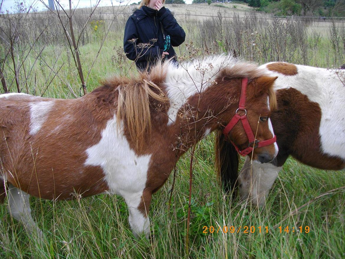 Shetlænder gismo billede 20