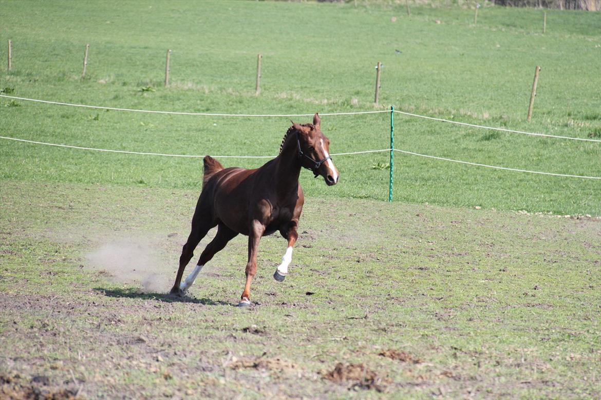 DSP Maj I af Lergraven billede 12