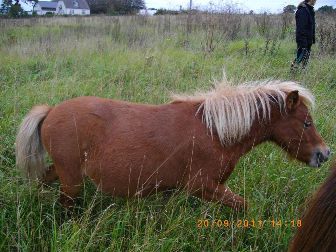 Shetlænder Emil billede 18