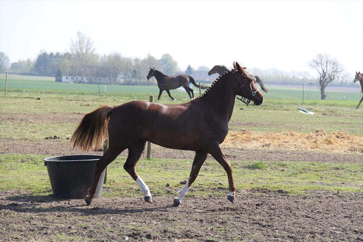 DSP Maj I af Lergraven billede 13