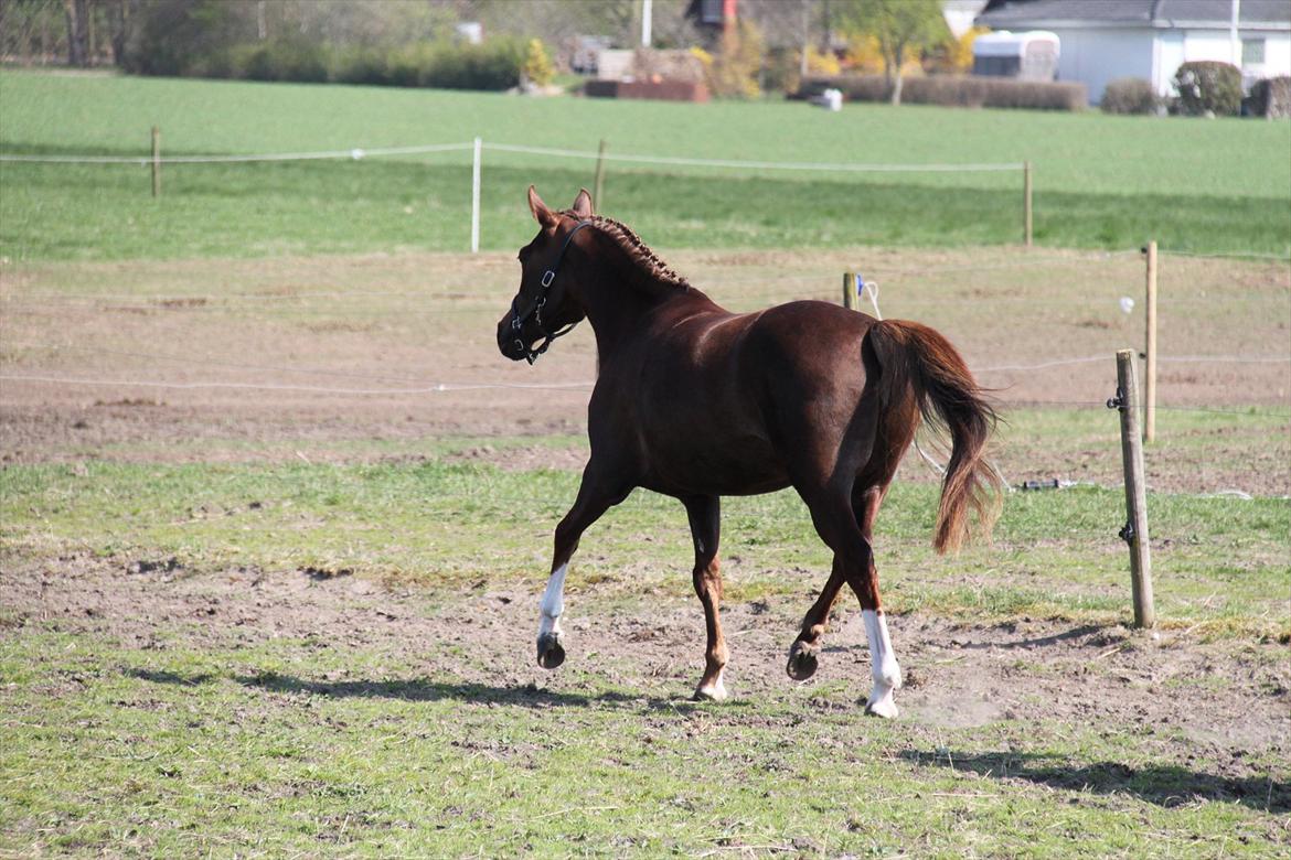 DSP Maj I af Lergraven billede 14