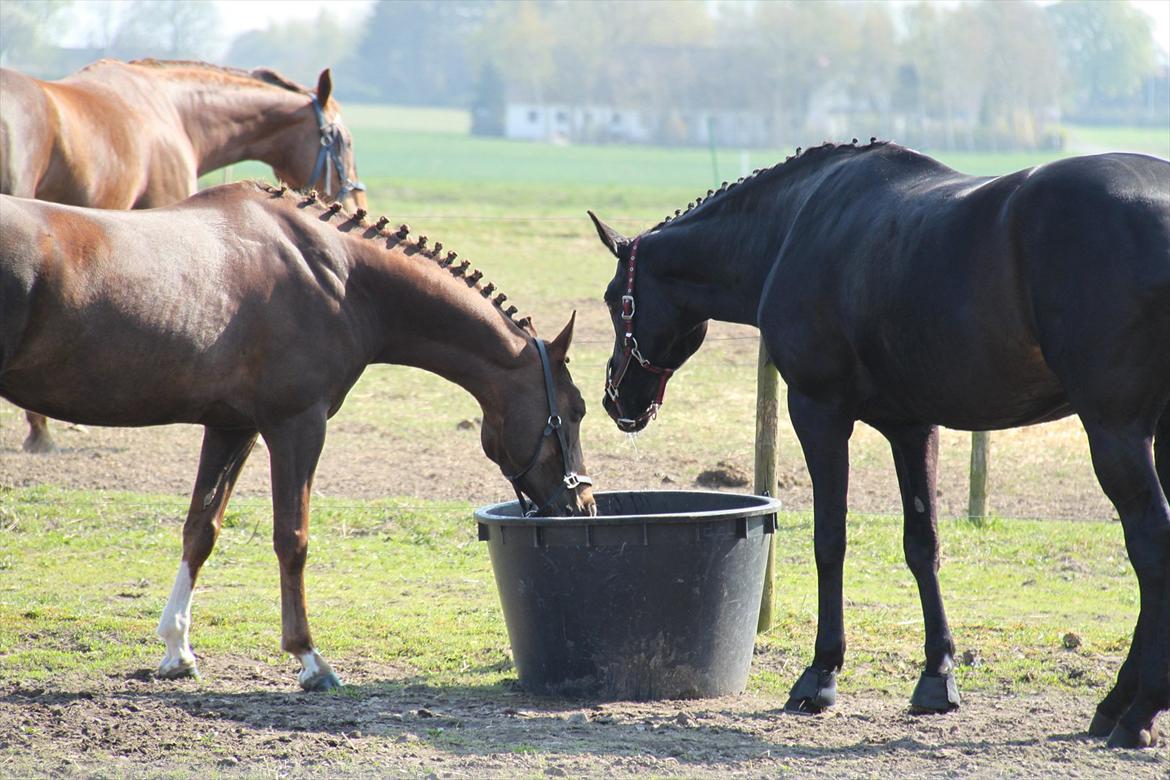 DSP Maj I af Lergraven billede 15